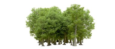 Doğa. Beyaz arkaplanda yeşil ağaçlar izole     