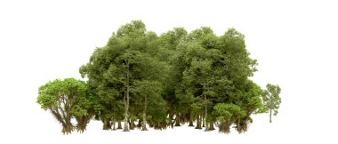 Doğa. Beyaz arkaplanda yeşil ağaçlar izole     