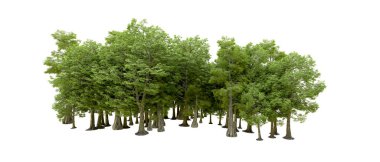 Doğa. Beyaz arkaplanda yeşil ağaçlar izole     