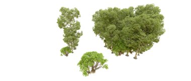 Doğa. Beyaz arkaplanda yeşil ağaçlar izole     