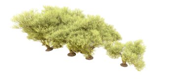 Orman ıssız. Afişler, afişler ve fotoğraf postaları için kullanışlı bir görüntü. 3d oluşturma.