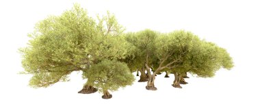 Beyaz arkaplanda yeşil çalılar izole edilmiş