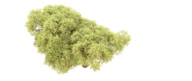 Beyaz arkaplanda yeşil çalılar izole edilmiş