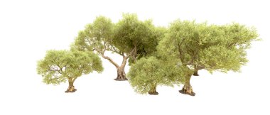 Beyaz arkaplanda yeşil çalılar izole edilmiş