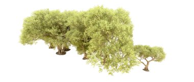 Beyaz arkaplanda yeşil çalılar izole edilmiş