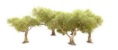 Beyaz arkaplanda yeşil çalılar izole edilmiş