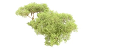 Beyaz arkaplanda yeşil çalılar izole edilmiş