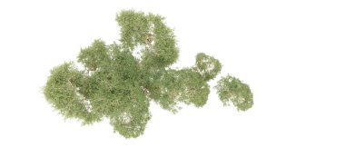 Doğa. Beyaz arkaplanda yeşil ağaçlar izole     