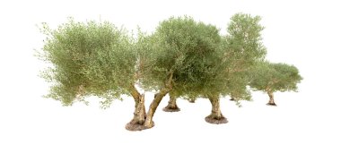 Doğa. Beyaz arkaplanda yeşil ağaçlar izole     