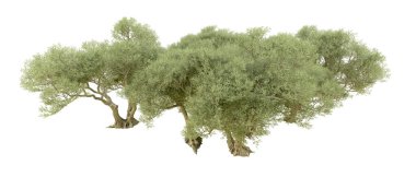 Doğa. Beyaz arkaplanda yeşil ağaçlar izole     