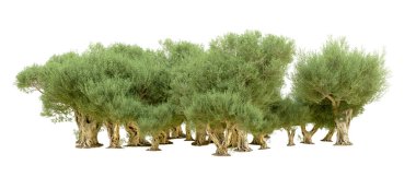 Doğa. Beyaz arkaplanda yeşil ağaçlar izole     