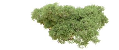 Orman ıssız. Afişler, afişler ve fotoğraf postaları için kullanışlı bir görüntü. 3d oluşturma.