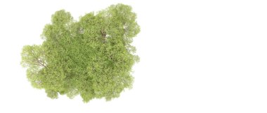 Orman ıssız. Afişler, afişler ve fotoğraf postaları için kullanışlı bir görüntü. 3d oluşturma.