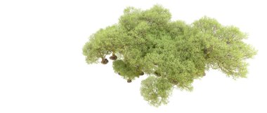 Orman ıssız. Afişler, afişler ve fotoğraf postaları için kullanışlı bir görüntü. 3d oluşturma.