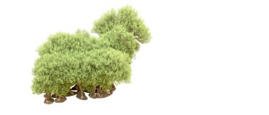 beyaz zemin üzerine yeşil ağaçlar