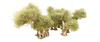 beyaz zemin üzerine yeşil ağaçlar