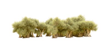 Beyaz arka plan üzerinde izole yeşil ağaçlar