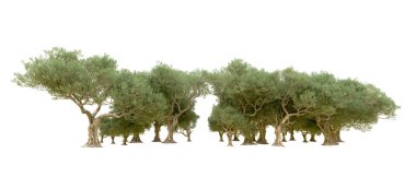 Beyaz arka plan üzerinde izole yeşil ağaçlar