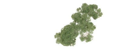 Beyaz arka plan üzerinde izole yeşil ağaçlar