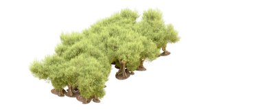 Beyaz arka plan üzerinde izole yeşil ağaçlar