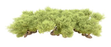 Beyaz arka plan üzerinde izole yeşil ağaçlar