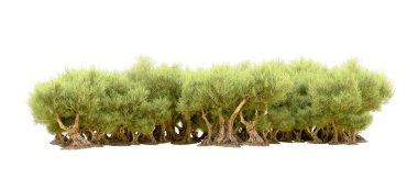 Beyaz arka plan üzerinde izole yeşil ağaçlar