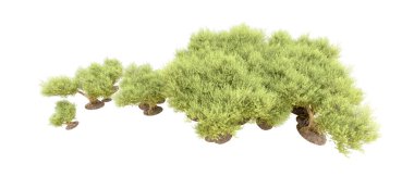 Beyaz arka plan üzerinde izole yeşil ağaçlar