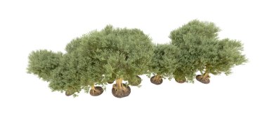 Beyaz arkaplanda yeşil çalılar izole edilmiş