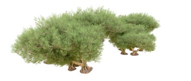 Beyaz arkaplanda yeşil çalılar izole edilmiş