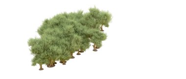 Beyaz arkaplanda yeşil çalılar izole edilmiş