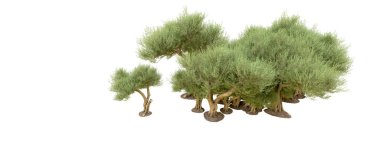 Beyaz arkaplanda yeşil çalılar izole edilmiş