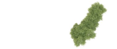 Beyaz arkaplanda yeşil çalılar izole edilmiş