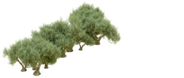 Beyaz arkaplanda yeşil çalılar izole edilmiş