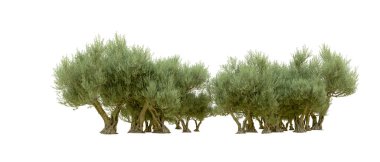 Beyaz arkaplanda yeşil çalılar izole edilmiş