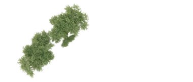 Beyaz arkaplanda yeşil çalılar izole edilmiş