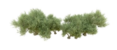 Beyaz arkaplanda yeşil çalılar izole edilmiş