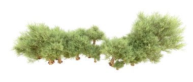 Beyaz arka plan üzerinde izole yeşil ağaçlar