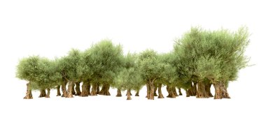 Beyaz arka plan üzerinde izole yeşil ağaçlar