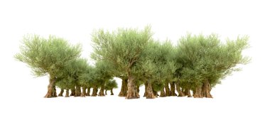 Beyaz arka plan üzerinde izole yeşil ağaçlar