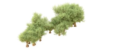 Beyaz arka plan üzerinde izole yeşil ağaçlar