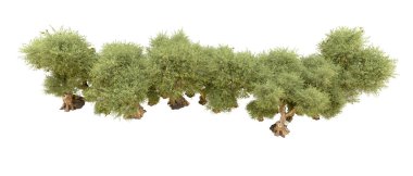 Beyaz arka plan üzerinde izole yeşil ağaçlar