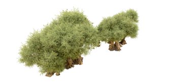 Beyaz arka plan üzerinde izole yeşil ağaçlar