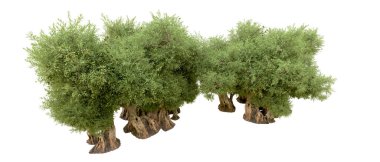 Beyaz arka plan üzerinde izole yeşil ağaçlar