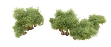 Beyaz arka plan üzerinde izole yeşil ağaçlar