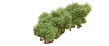 Beyaz arka plan üzerinde izole yeşil ağaçlar