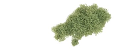 Yeşil orman beyaz arka planda izole edilmiş. 3d resimleme