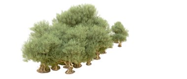 Yeşil orman beyaz arka planda izole edilmiş. 3d resimleme