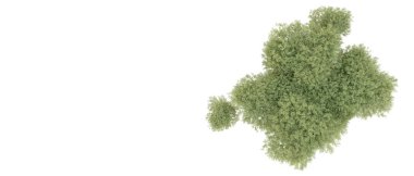 Yeşil orman beyaz arka planda izole edilmiş. 3d resimleme