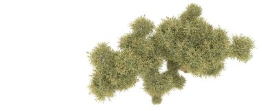 Yeşil orman beyaz arka planda izole edilmiş. 3d resimleme