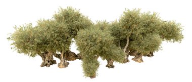 Yeşil orman beyaz arka planda izole edilmiş. 3d resimleme